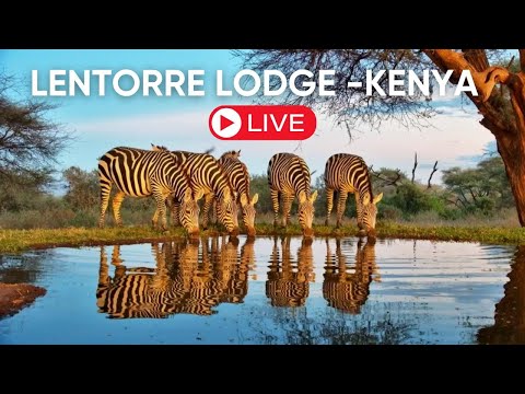 Live From Lentorre Kenya Live Wildlife Camera