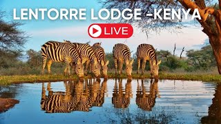 Live From Lentorre, Kenya | Live Wildlife Camera