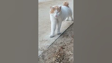 Lazy Cat Ever Video 😹 Funny videos Funniest Cat Videos 😂