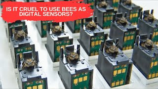 How Bees are used to Detect Explosives & Drugs? | Science & Technology