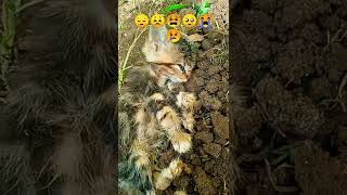 Download Kucing Ku Loli Sudah Mati π’πππ₯Ίπ«π£π Sedih Doa In Ya Semoga Tenang Di Sana Tetap Di Video MP3 Kucing Ku Loli Sudah Mati π’πππ₯Ίπ«π£π Sedih Doa In Ya Semoga Tenang Di Sana Tetap Di