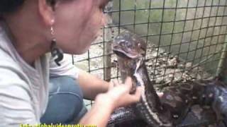 PET PYTHON, 24 FEET LONG, 200 KILOS, BOHOL, PHILIPPINES Net Worth
