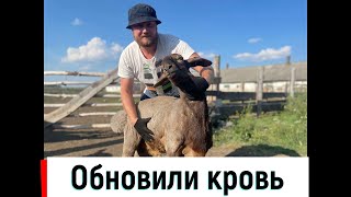 Обновили кровь