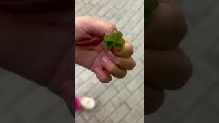 🍀네잎클로버를 발견했어요!! 영상을 본 분들에게 ✨행운가득한 날이 될꺼예요~ ^^