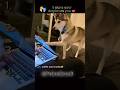 5 Signs Your Dog Loves You 🐶❤️ | Do They Do This?