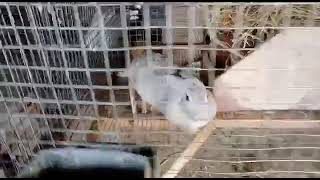 Rabbit Farming in Pakistan kpk by ocean life 16 views 2 years ago 1 minute, 17 seconds
