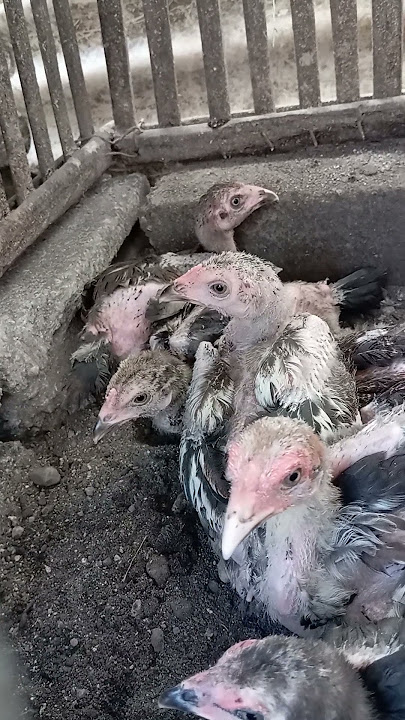 Jangan rawat ayam kalau belum siap mental #ayam #ayambangkok #ayampakhoy