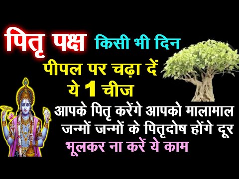 पितृपक्ष में किसी भी दिन पीपल पर चढ़ा दे ये 1 चीज आपके पितृ करेगें आपको मालामाल / श्राद्ध