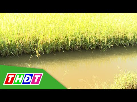 Video Mô hình con tôm ôm cây lúa ở Bạc Liêu | THDT - youtube