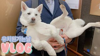 A lazy korean Jindo Dog coming back home from daycare in his dad's arm VLOG