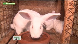 How to do Rabbit farming and make it profitable - Rabbit 101