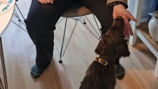 Sirius Den Gode Start - Frivillig Håndtering Og Soignering Med Ivy