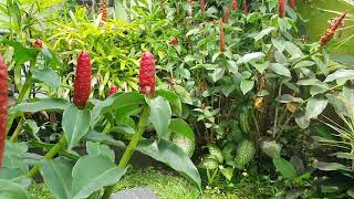 Vila Green Tirta Tawar Ubud