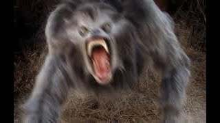 Famous Two Largest Wolf ever caught on tape | Animalistic TV Profile