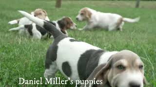 Daniel Miller's Basset Hound  / Shar Pei Mix Puppies