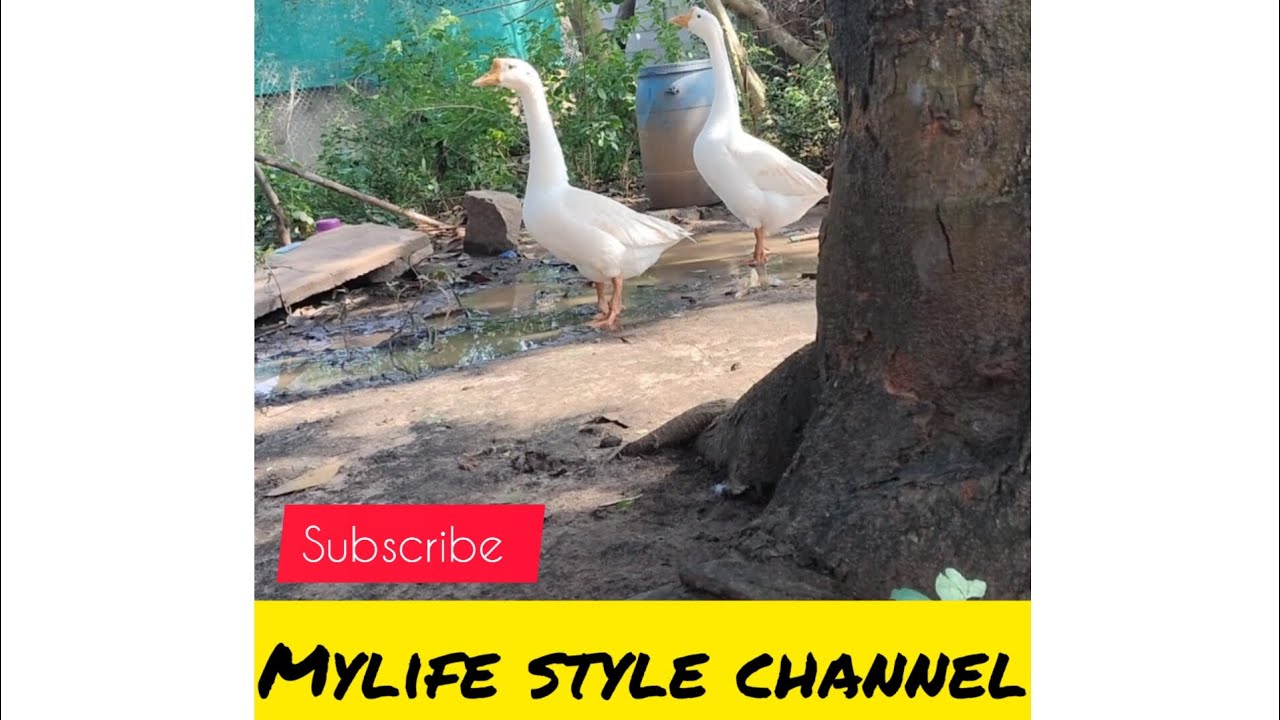 Goose bird incubation and Turkey 