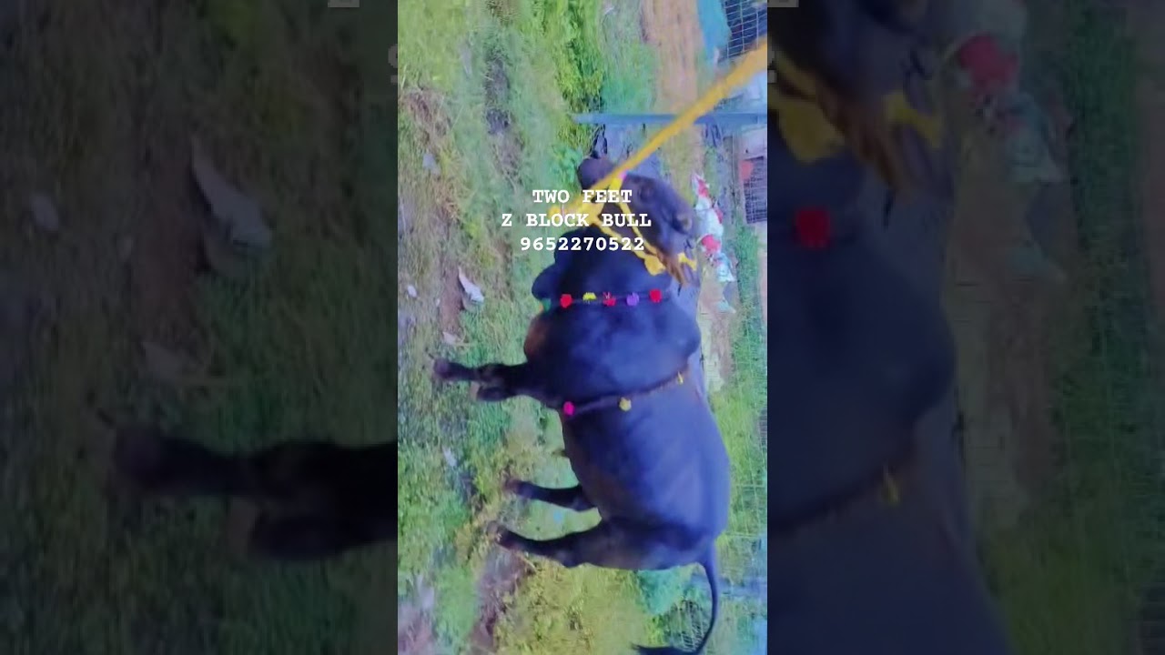 TWO FEET PUNGANUR BULL Z BLOCK RARE COLOUR AVAILABLE