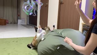 猫じゃらしが大好きな猫【スコティッシュフォールド】【Scottish Fold】