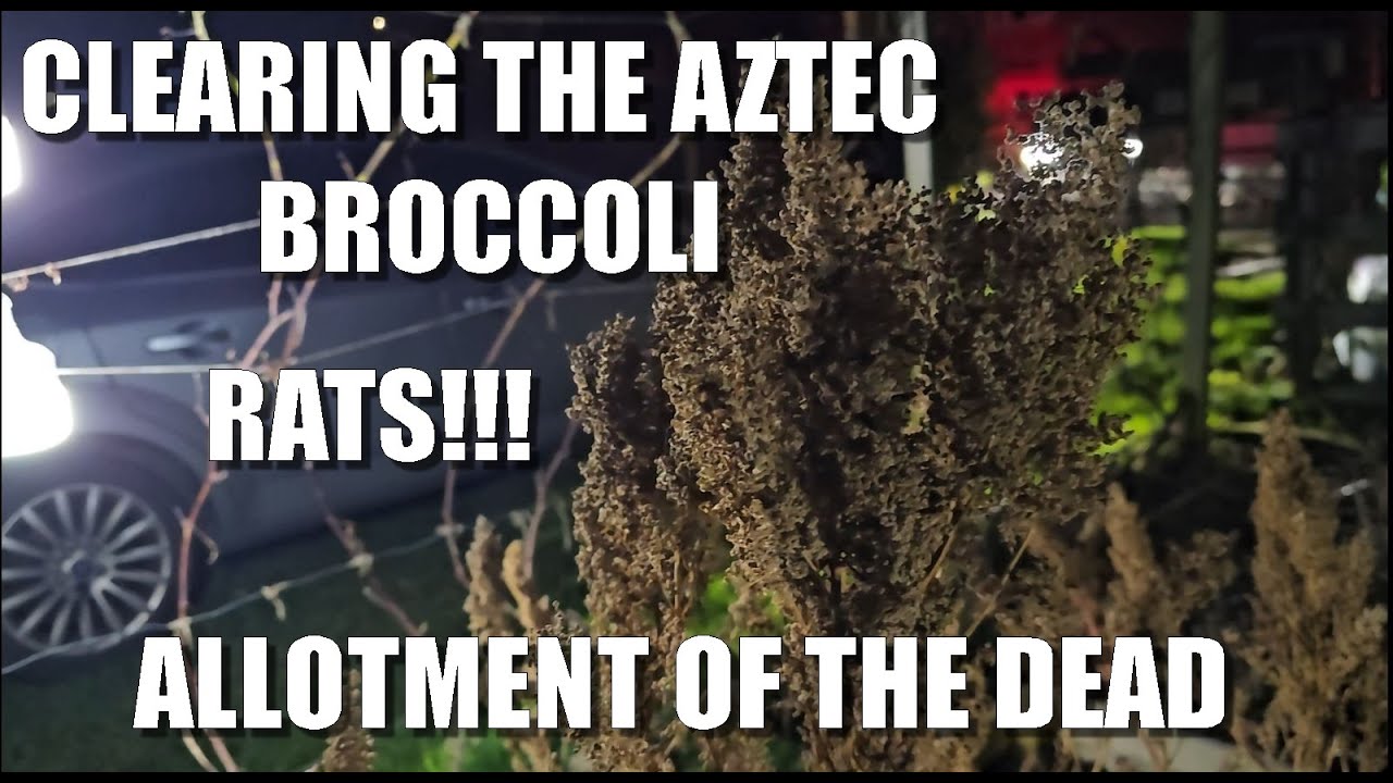 Clearing the Raised Beds.............oh, and RATS! YouTube