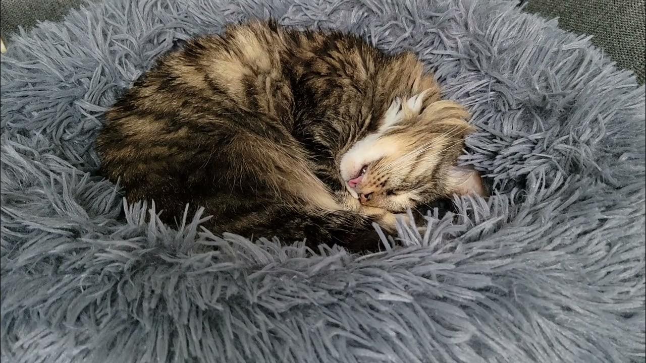 Cat Suckling in Her Sleep YouTube