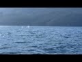 Springende Delfine in der Adria bei Sveta Jelena