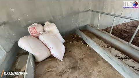 Thuốc RUỒI nào HIỆU QUẢ trong chăn nuôi?