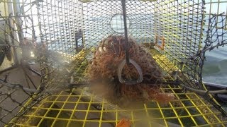 GoPro Camera in  a Lobster Trap.....104 feet deep