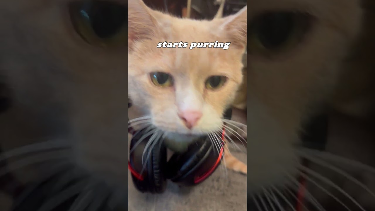 The Best Streamer Around! 