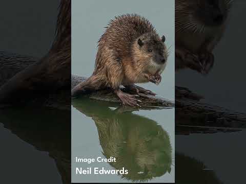 Rakali - Australia's Remarkable Water Rat