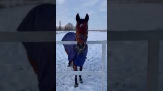 Конь в пальто🐎😂Золодно однако #horse #лошади #nature #animals #деревня #природа #мороз