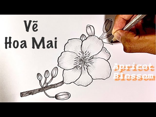 Vẽ Hoa Mai Bằng Bút Chì | How To Draw Apricot Blossom - Youtube