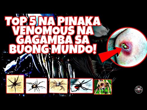 Video: Mapanganib Ba Ang Kagat Ng Gagamba?