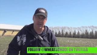 Wheat School:  Evaluating Winter Wheat