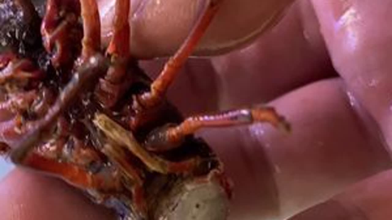 #野采 #逮鱼摸虾 #今天的收获 抓虾抓出了爱情？