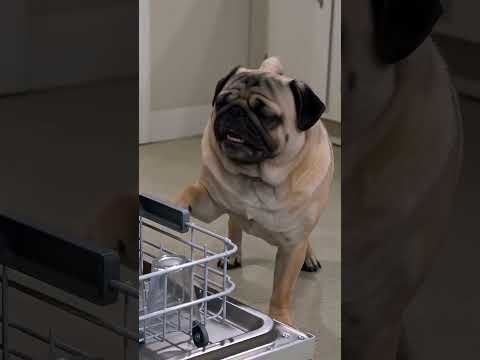 Chief & Champ: The Dishwasher