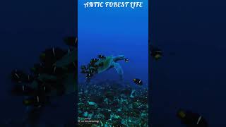 Hidden Secrets of the Ocean! 🌊 Mesmerizing Marine Life #Shorts #wildlife  #wildlifephotography