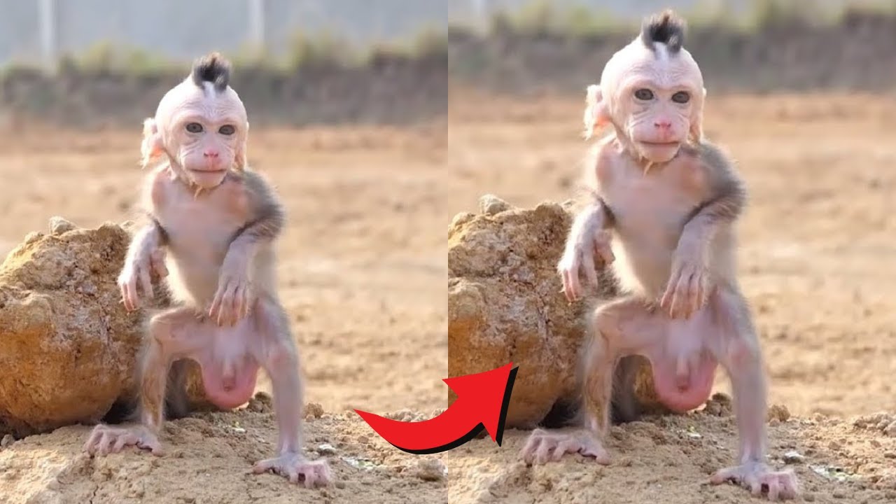 Funny & Cute Baby Monkeys Compilation 🐵 | Jungle Pranks & Wild Primates