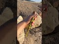 Perch catch and release on a nice day #fishing