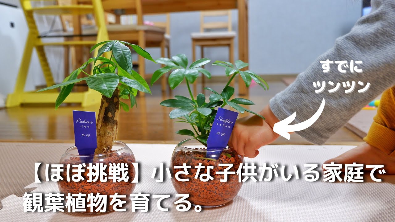 ほぼ挑戦 小さな子供がいる家庭で 観葉植物を育てる Youtube