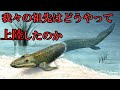 【ゆっくり解説】魚の上陸大作戦