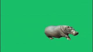 #green screen Hippopotamus walking#green