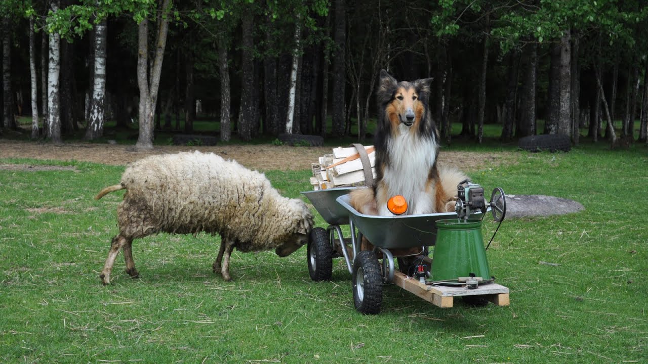 Adventures of farm collies ep 131 Firewood machine / Malkonis