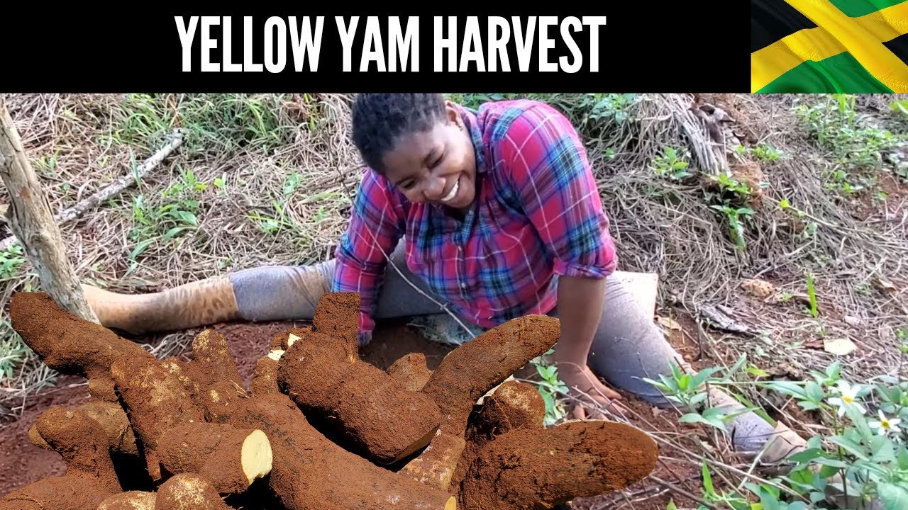 7 MONTHS PREGNANT AND HARVESTING YELLOW YAM YouTube