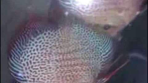 Cá Dĩa Beo Rắn - 2,6tr/Cặp  Lựa cặp đẹp chuẩn)