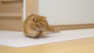 ドリフト猫