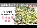 たった1ヶ月で急成長した葉挿しの育成方法と管理場所の紹介【 多肉植物 / エケベリア 】