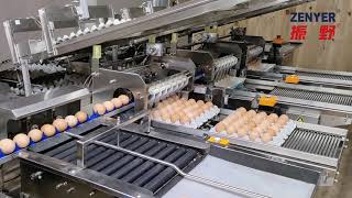 ZENYER 301AP egg processing line egg washing grading auto packing 5000 eggs/hour