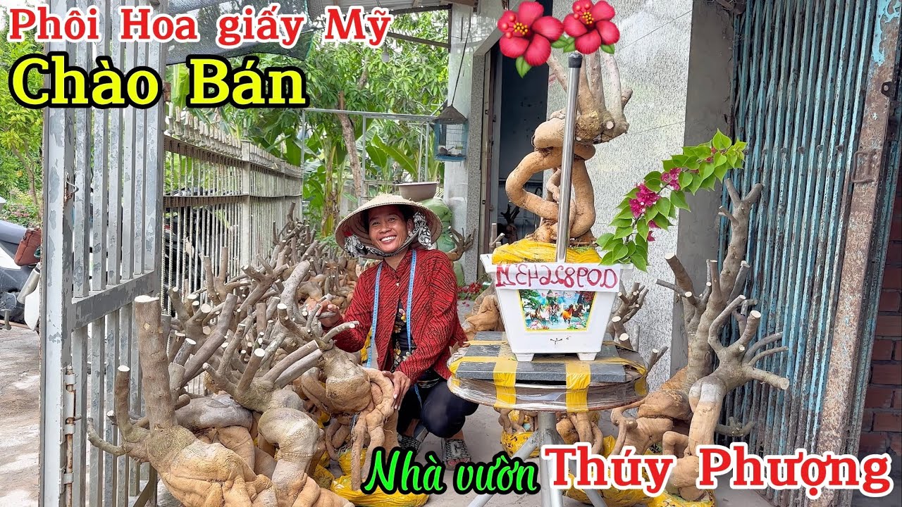 Nhà vườn Thúy Phượng giao lưu Phôi Giấy Mỹ ngày 21/06 Bao Ship☎️ 0982.604.321
