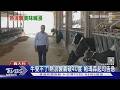 義大利破40度! 乳牛熱到產奶量跌1成「起司之王」帕瑪森陷氣候危機｜TVBS新聞