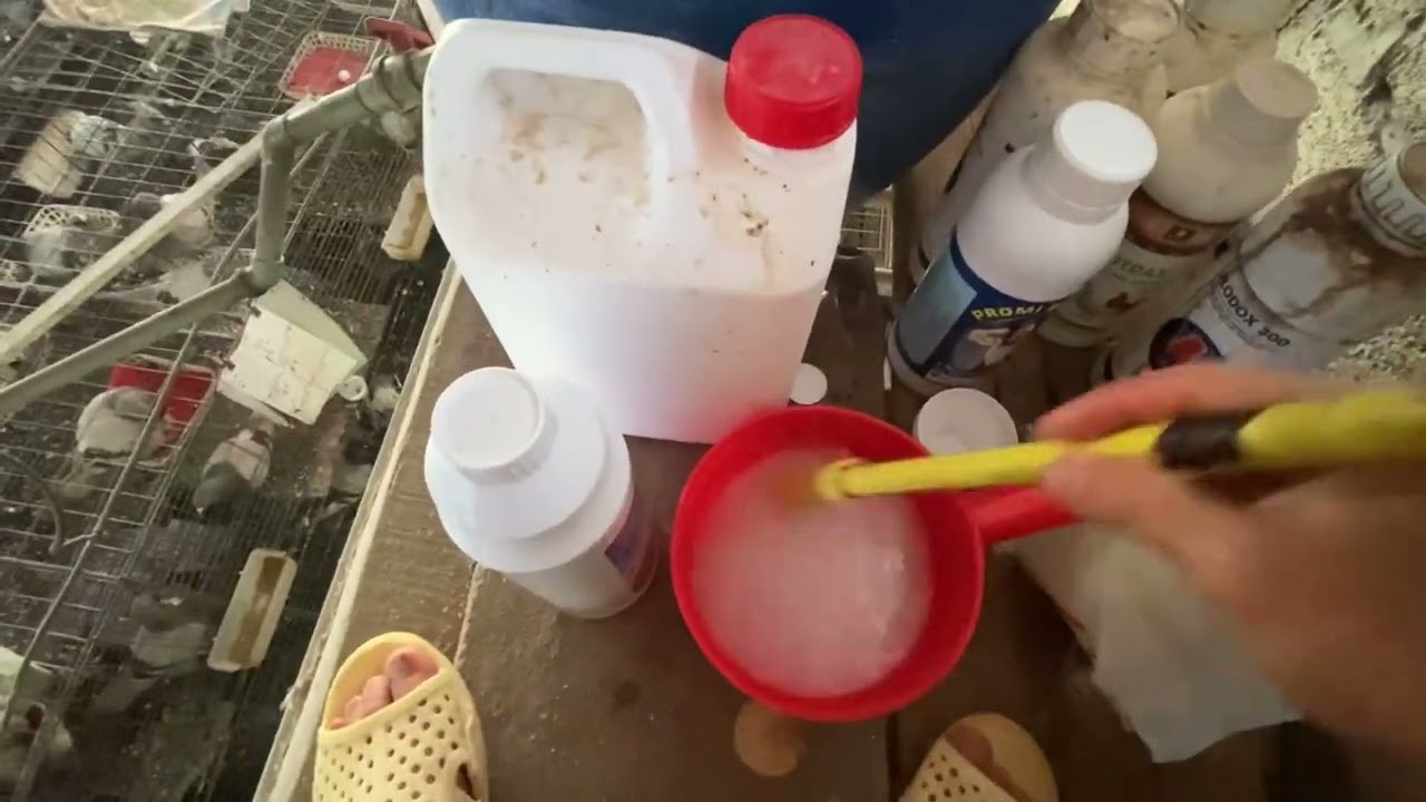 Cách chữa bệnh thương Hàn ecoli trên Bồ câu tốt nhất